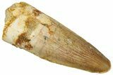 Fossil Spinosaurus Tooth - Real Dinosaur Tooth #292694-1